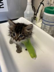 Shelter Stray Male Cat last seen Near S Marketview Drive, Bluffdale, UT, 84065, 511 W 3900 S, Salt Lake City, UT 84123, USA