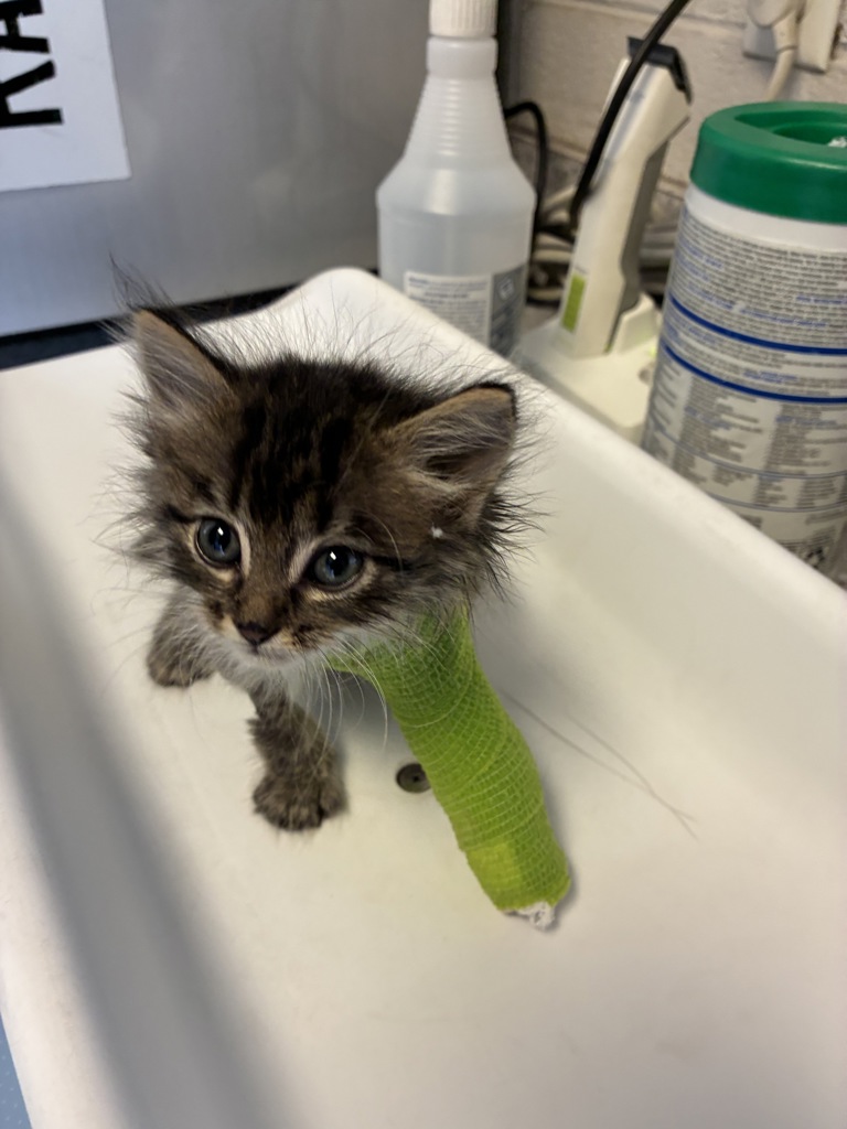 Shelter Stray Male Cat last seen Near S Marketview Drive, Bluffdale, UT, 84065, 511 W 3900 S, Salt Lake City, UT 84123, USA