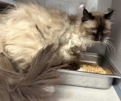 Shelter Stray Female Cat last seen Near E Vine Street, MURRAY CITY, UT, 84107, 511 W 3900 S, Salt Lake City, UT 84123, USA