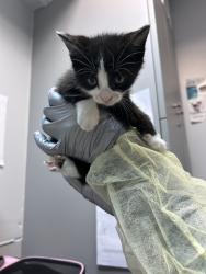 Shelter Stray Male Cat last seen Near Metcalf Avenue, BRONX, NY, 10473, 326 E 110th St, New York, NY 10029, USA