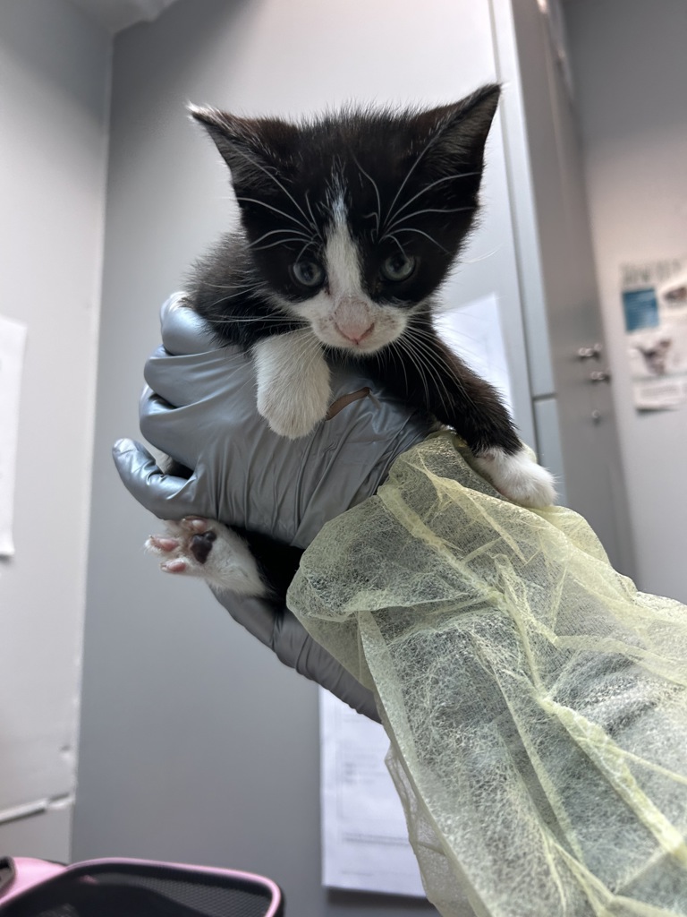 Shelter Stray Male Cat last seen Near Metcalf Avenue, BRONX, NY, 10473, 326 E 110th St, New York, NY 10029, USA