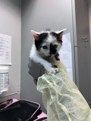 Shelter Stray Female Cat last seen Near Metcalf Avenue, BRONX, NY, 10473, 326 E 110th St, New York, NY 10029, USA