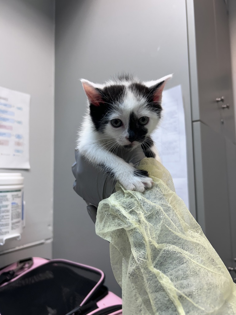 Shelter Stray Female Cat last seen Near Metcalf Avenue, BRONX, NY, 10473, 326 E 110th St, New York, NY 10029, USA
