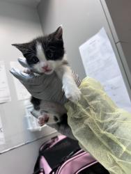 Shelter Stray Female Cat last seen Near Metcalf Avenue, BRONX, NY, 10473, 326 E 110th St, New York, NY 10029, USA