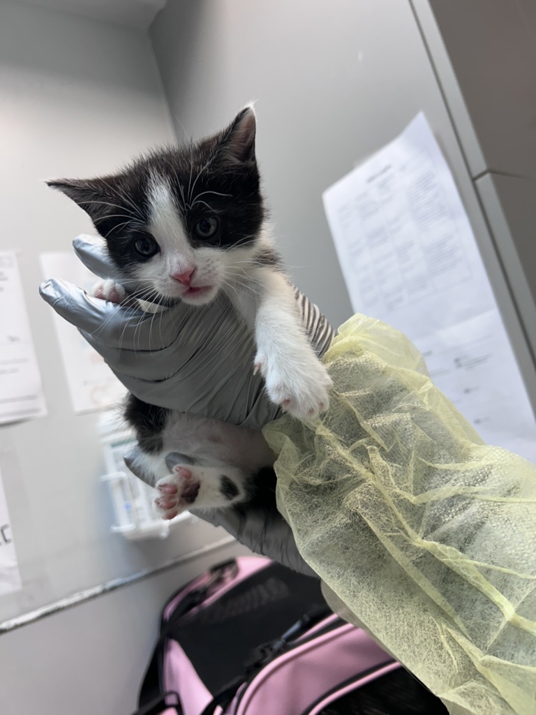 Shelter Stray Female Cat last seen Near Metcalf Avenue, BRONX, NY, 10473, 326 E 110th St, New York, NY 10029, USA