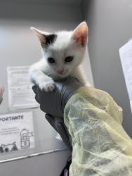 Shelter Stray Female Cat last seen Near Metcalf Avenue, BRONX, NY, 10473, 326 E 110th St, New York, NY 10029, USA