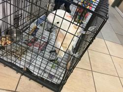Shelter Stray Unknown Bird last seen Spirit Court, VIRGINIA BEACH, VA, 23462, 341 S Birdneck Rd, Virginia Beach, VA 23451, USA
