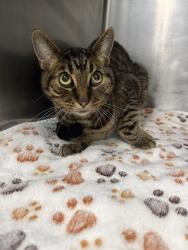 Shelter Stray Male Cat last seen Near block of 18th st s, GREAT FALLS, MT, 59405, 1010 25th Ave NE, Great Falls, MT 59404, USA