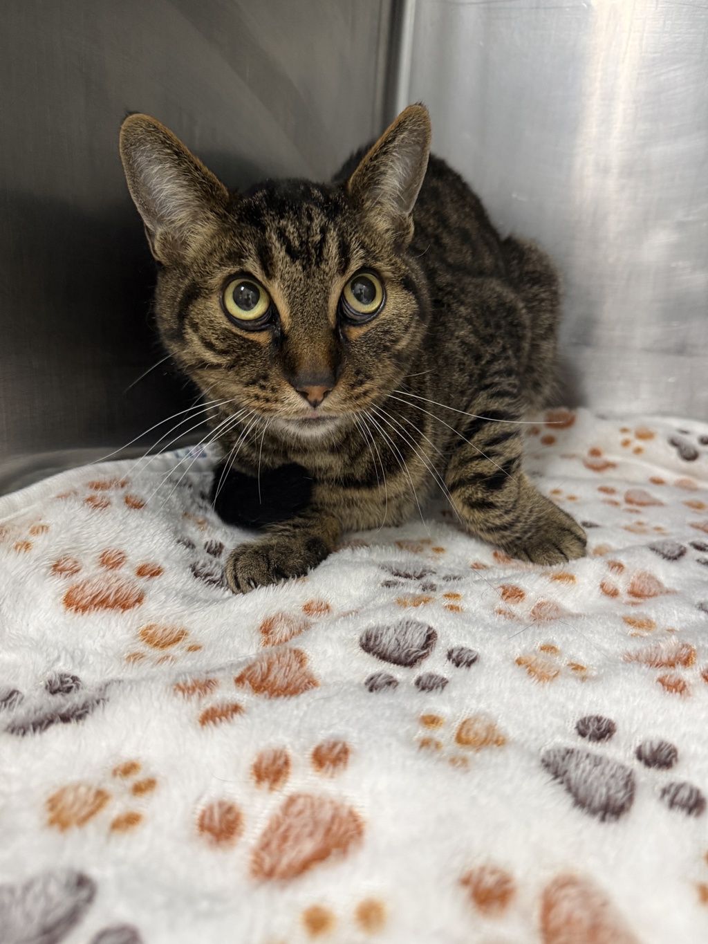 Shelter Stray Male Cat last seen Near block of 18th st s, GREAT FALLS, MT, 59405, 1010 25th Ave NE, Great Falls, MT 59404, USA