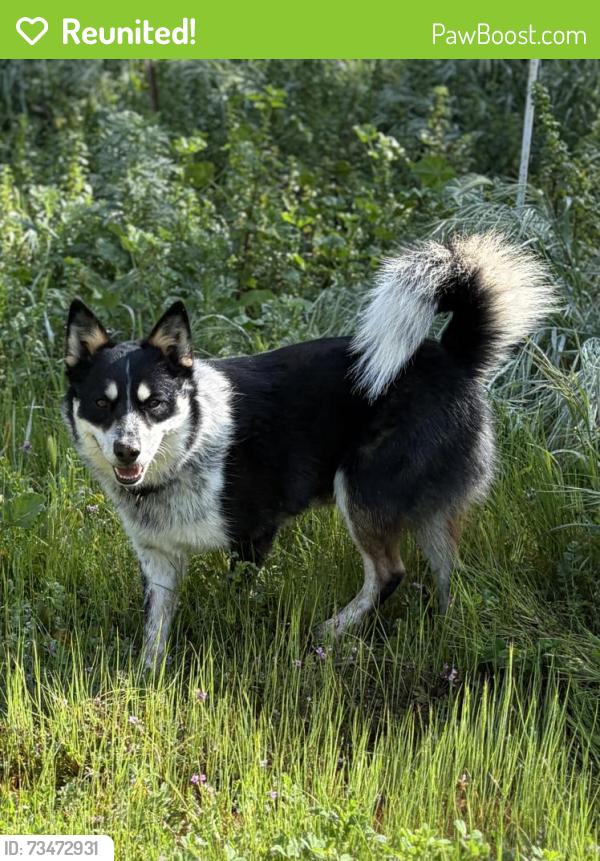 Reunited Male Dog last seen Cool Valley Rd / Cole Grade Rd, Valley Center, CA 92082