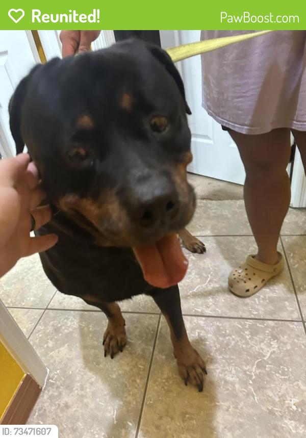 Reunited Male Dog last seen Canterbury Cove Dr./Lethbridge Dr. and Creswick Cir., Orlando, FL 32829