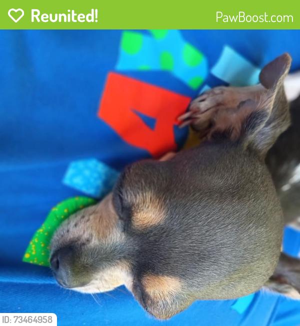 Reunited Female Dog last seen Sterlingshire, Houston, TX 77016