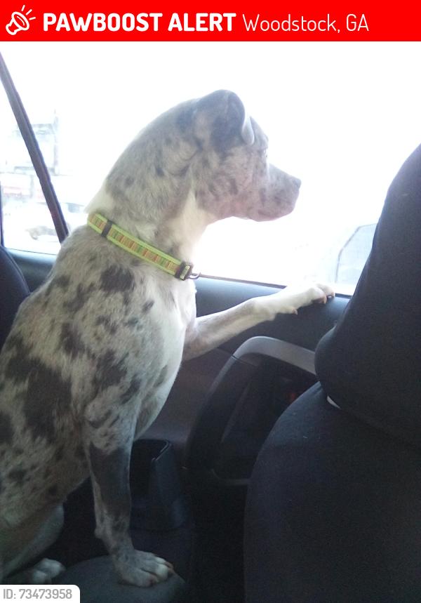 Lost Female Dog last seen Stockwood Dr, Woodstock, GA 30188