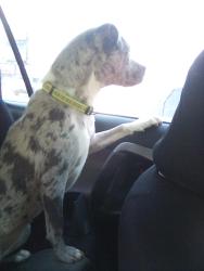 Lost Female Dog last seen Stockwood Dr, Woodstock, GA 30188