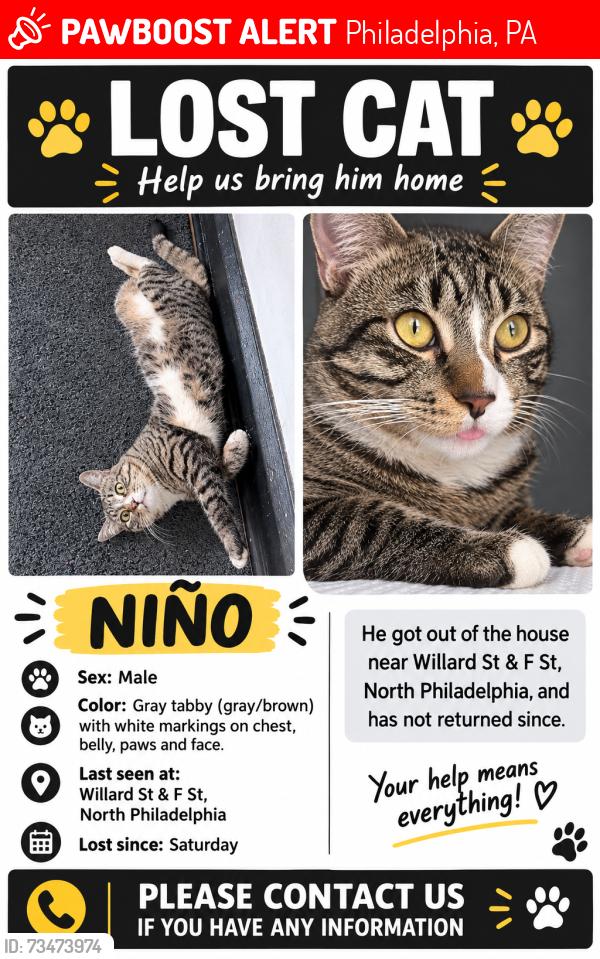 Lost Male Cat last seen Willard st &f st, Philadelphia, PA 19134