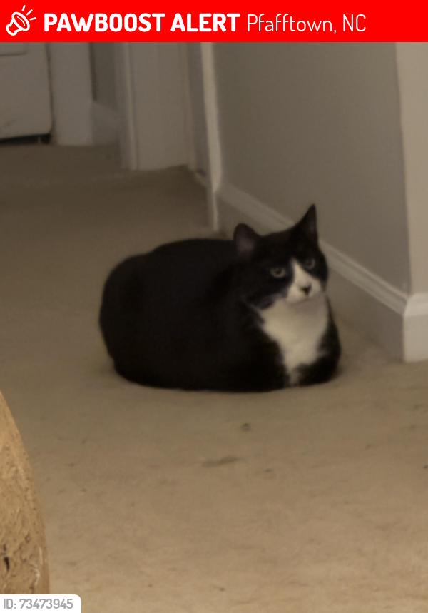 Lost Female Cat last seen Near Bridal Ridge, Pfafftown, NC 27040