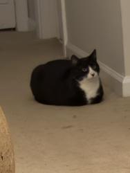 Lost Female Cat last seen Near Bridal Ridge, Pfafftown, NC 27040