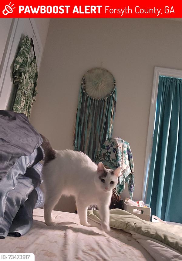 Lost Female Cat last seen Century Trail, back yard connects with hses on Lark Terrence, off Bethal Rdal, Gainesville, GA 30506