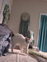 Lost Female Cat last seen Century Trail, back yard connects with hses on Lark Terrence, off Bethal Rdal, Gainesville, GA 30506