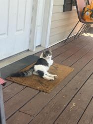 Lost Male Cat last seen Fernwood dr, Morganton, NC 28655