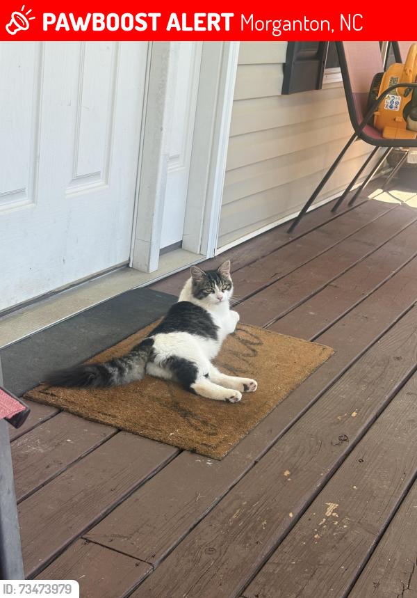 Lost Male Cat last seen Fernwood dr, Morganton, NC 28655