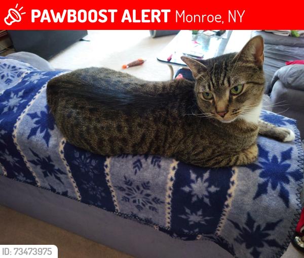 Lost Male Cat last seen Berwynn road harriman ny, Monroe, NY 10950