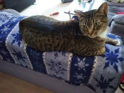 Lost Male Cat last seen Berwynn road harriman ny, Monroe, NY 10950