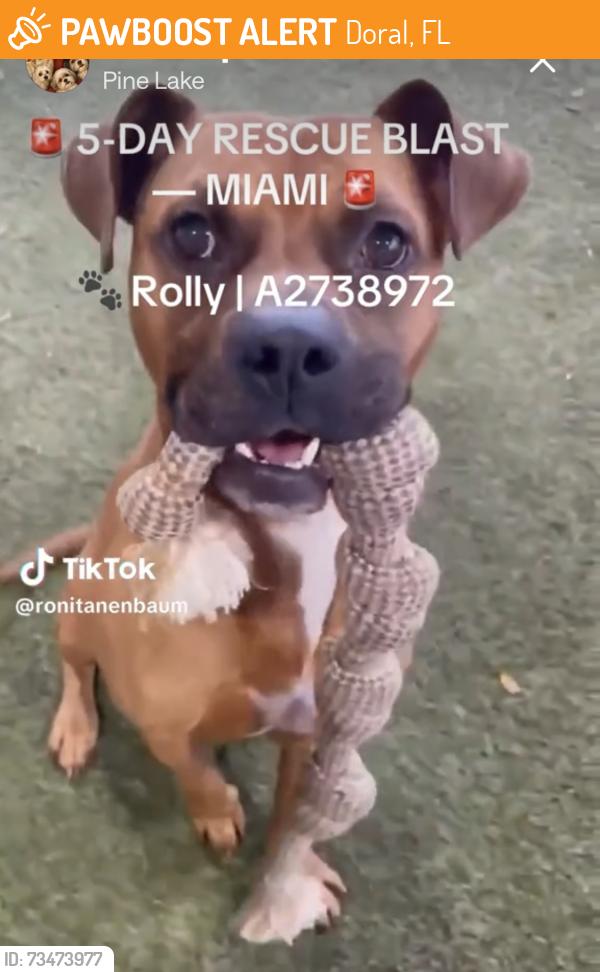 Found/Stray Male Dog last seen Doral, Doral, FL 33166
