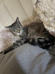 Reunited Female Cat last seen Left my backyard, Orange, CA 92869