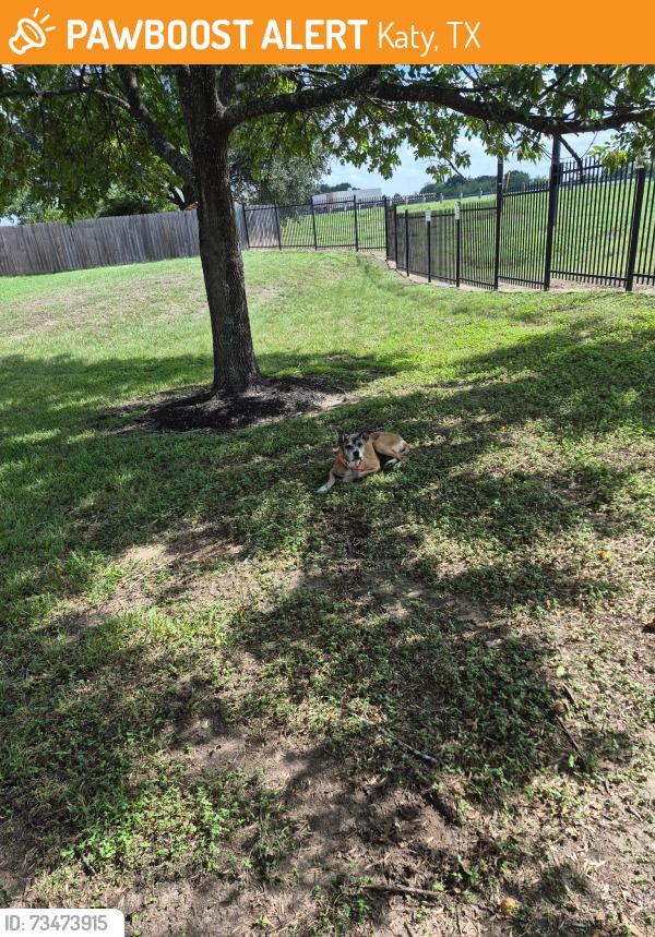 Found/Stray Unknown Dog last seen Near Riverside ridge lane, Katy, TX 77449