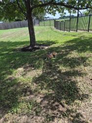 Found/Stray Unknown Dog last seen Near Riverside ridge lane, Katy, TX 77449