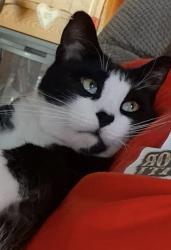 Lost Male Cat last seen Lakewood PL, Walker Road, Holy Cross Cemetery , Ross Street,William Street and Fairview Street., Dover, DE 19904