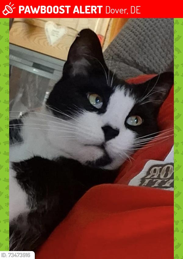 Lost Male Cat last seen Lakewood PL, Walker Road, Holy Cross Cemetery , Ross Street,William Street and Fairview Street., Dover, DE 19904