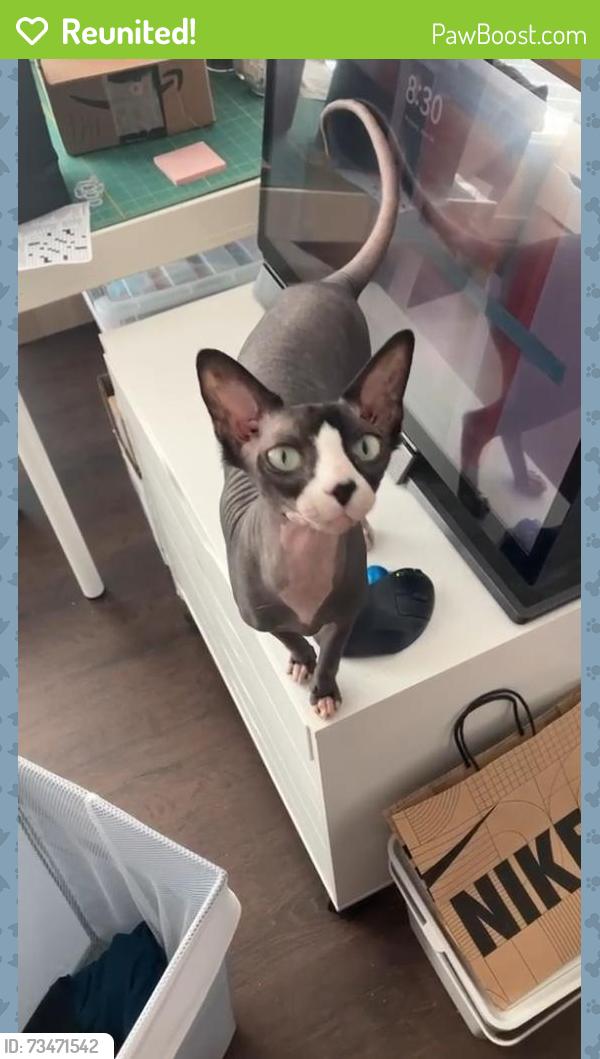 Reunited Male Cat last seen 4th St and Indiana, Buena Park, CA 90621