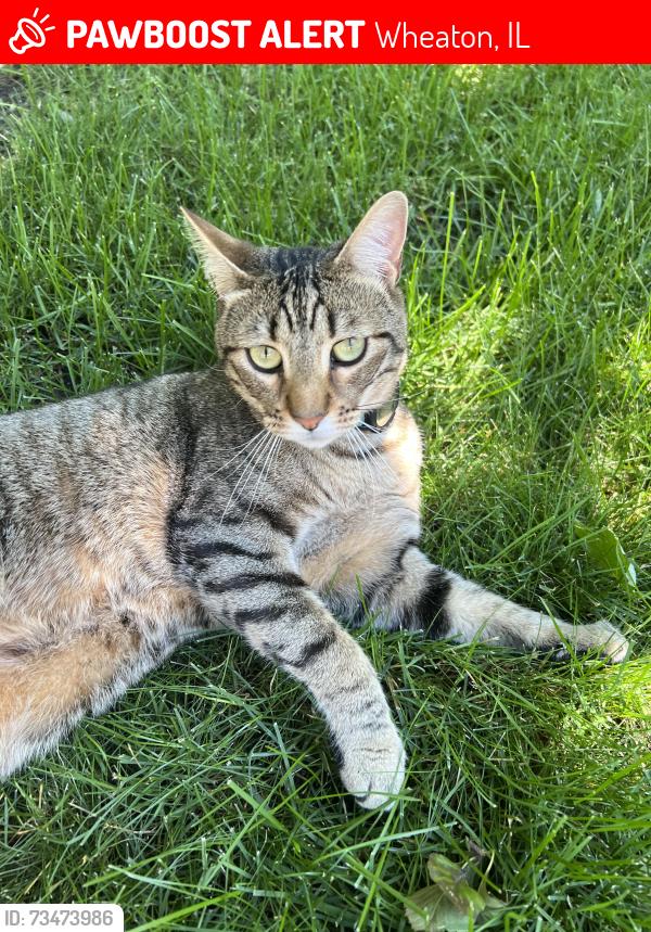 Lost Male Cat last seen Golf circle, Wheaton, IL 60189