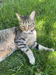 Lost Male Cat last seen Golf circle, Wheaton, IL 60189