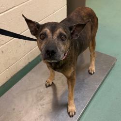 Shelter Stray Female Dog last seen , 2350 Appling City Cove, Memphis, TN 38133, USA