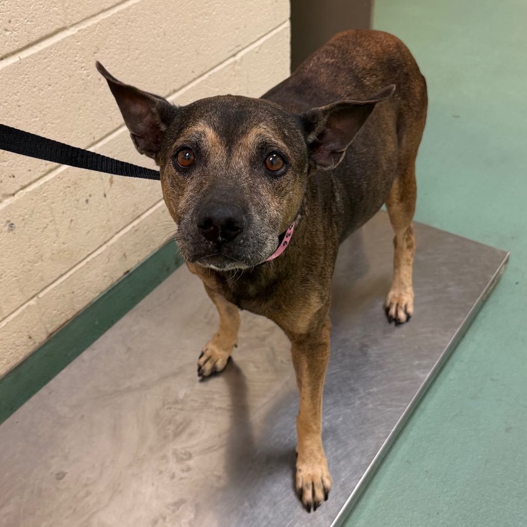 Shelter Stray Female Dog last seen , 2350 Appling City Cove, Memphis, TN 38133, USA