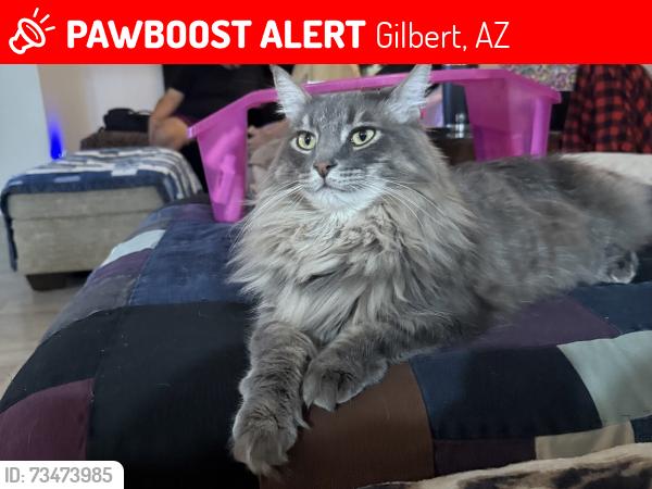 Lost Male Cat last seen S Sailors Way Gilbert, AZ 85295 United States, Gilbert, AZ 85295