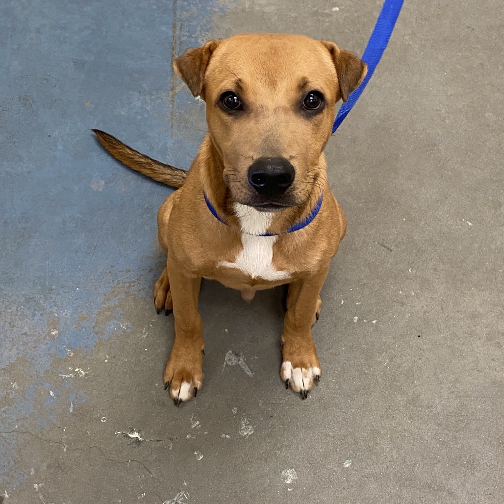 Shelter Stray Male Dog last seen , 2350 Appling City Cove, Memphis, TN 38133, USA