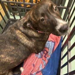 Shelter Stray Female Dog last seen , 2350 Appling City Cove, Memphis, TN 38133, USA