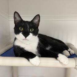 Shelter Stray Male Cat last seen , 3607 N Armenia Ave, Tampa, FL 33607, USA