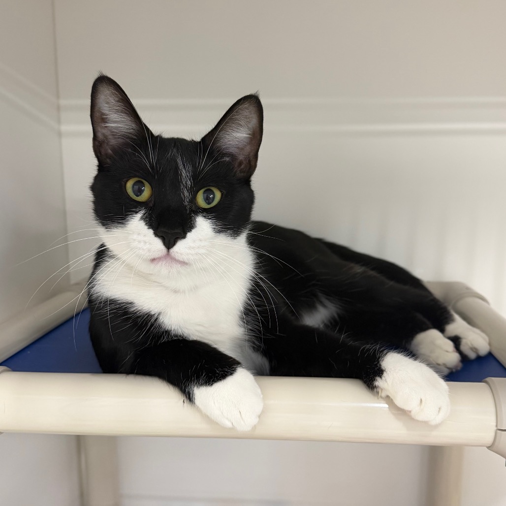 Shelter Stray Male Cat last seen , 3607 N Armenia Ave, Tampa, FL 33607, USA