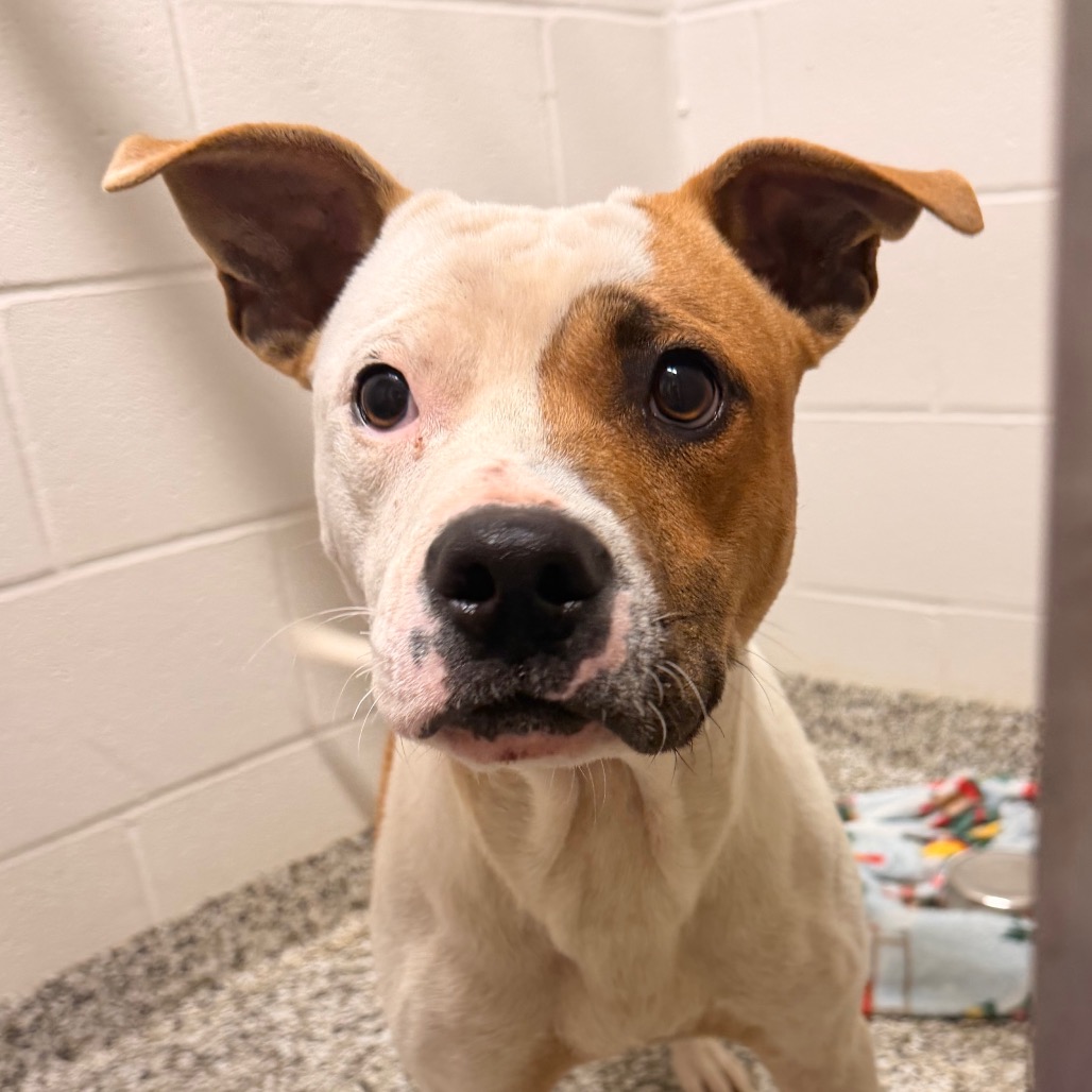 Shelter Stray Male Dog last seen , 425 Kirksey Dr, Morganton, NC 28655, USA