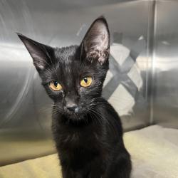 Shelter Stray Female Cat last seen , 4575 E Mesquite Ave, Palm Springs, CA 92264, USA