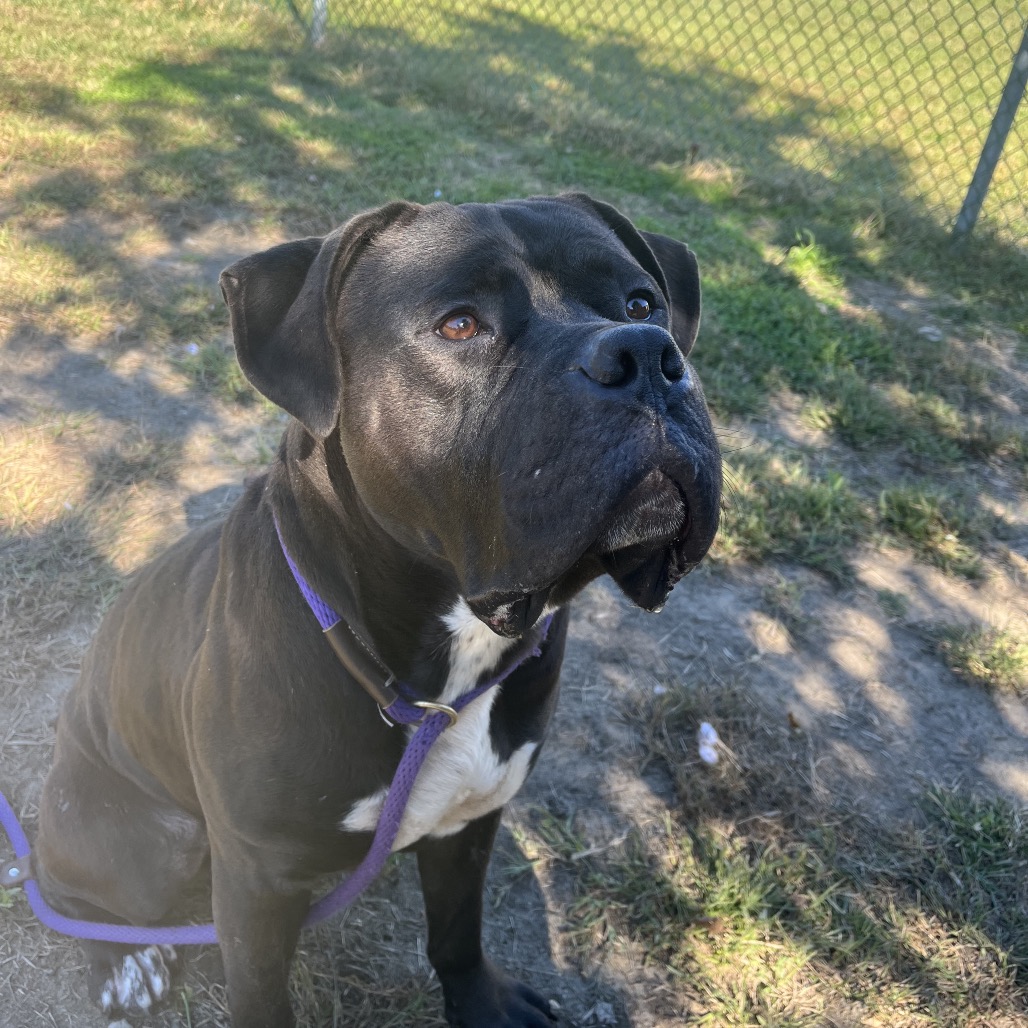 Shelter Stray Male Dog last seen , 1244 N Delsea Dr, Vineland, NJ 08360, USA