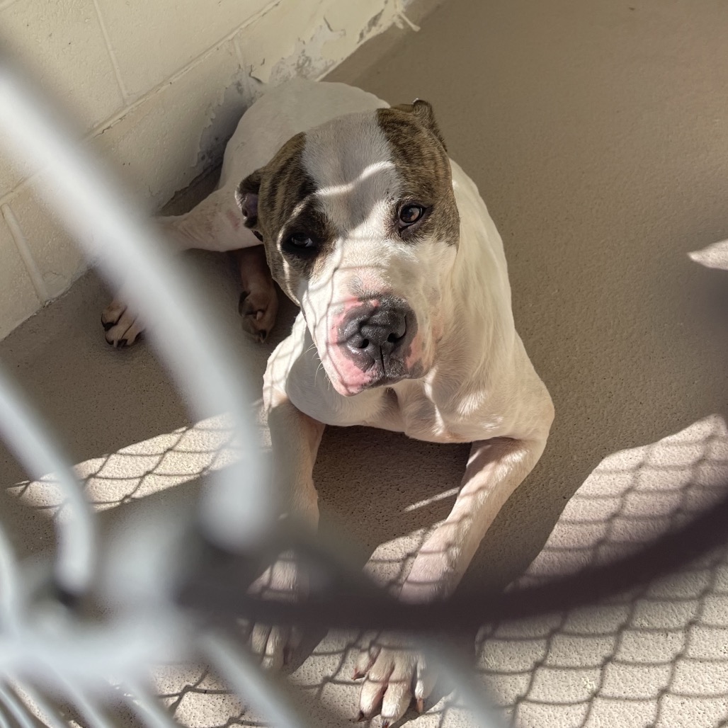 Shelter Stray Male Dog last seen , 1244 N Delsea Dr, Vineland, NJ 08360, USA