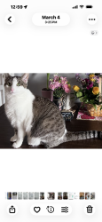 Lost Female Cat last seen Astor and Forest home, Camas, WA 98607