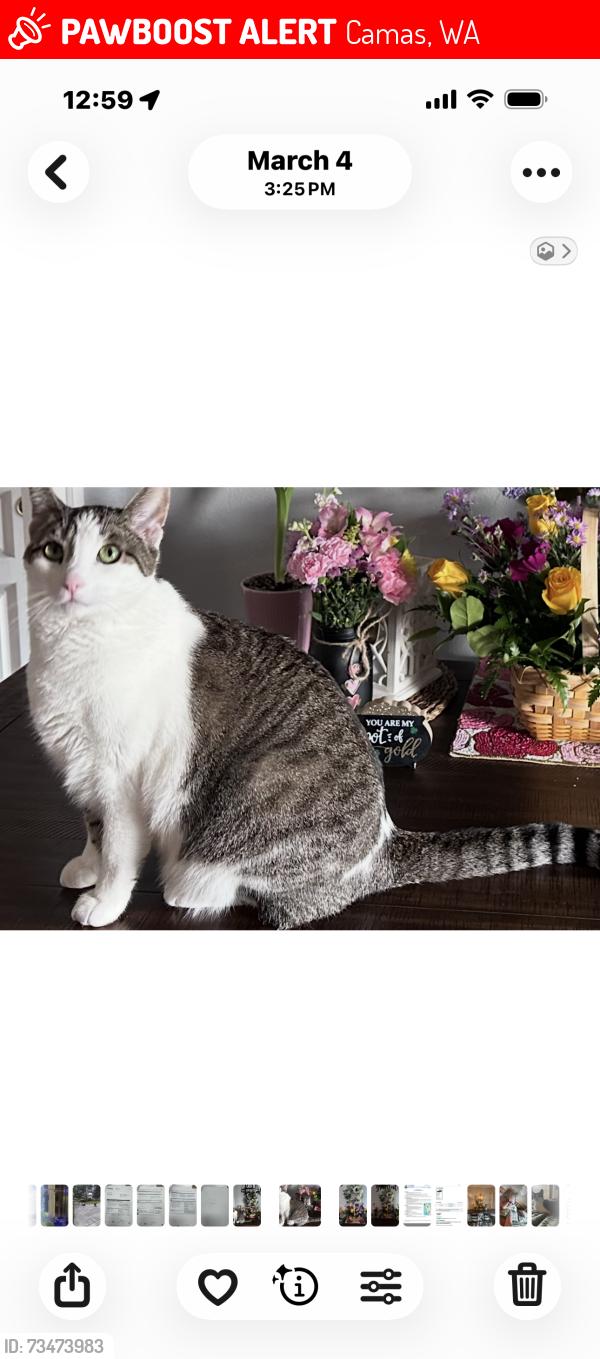 Lost Female Cat last seen Astor and Forest home, Camas, WA 98607