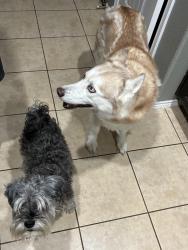 Lost Female Dog last seen Collins / Debbie, Arlington, TX 76002